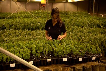 En Chacabuco tiene un nuevo invernáculo para atender las necesidades globales de genética