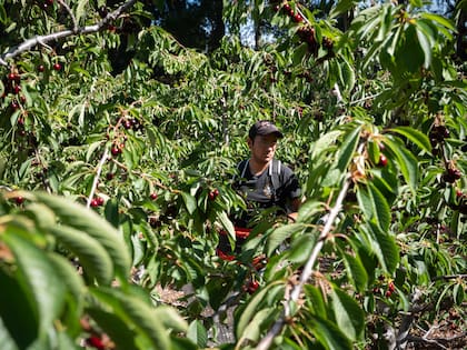 En Chacra 6 Hermanas hay diferentes variedades de cerezas.