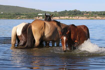 En Cherubincha hay unos 200 caballos