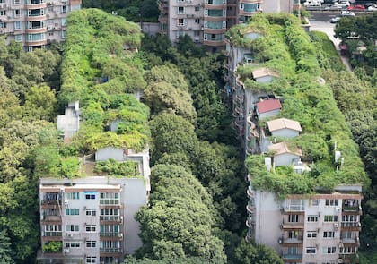 En China, los edificios plantan árboles en sus terrazas para sumar una frondosa vegetación a la ciudad y sus residenteshina