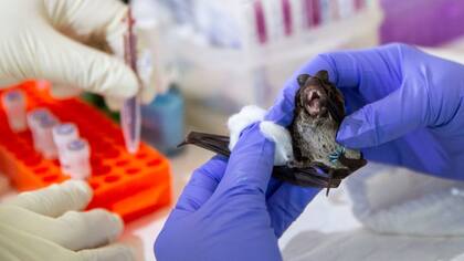 En China y el sureste asiático son frecuentes las investigaciones con murciélagos para prevenir futuros patógenos.