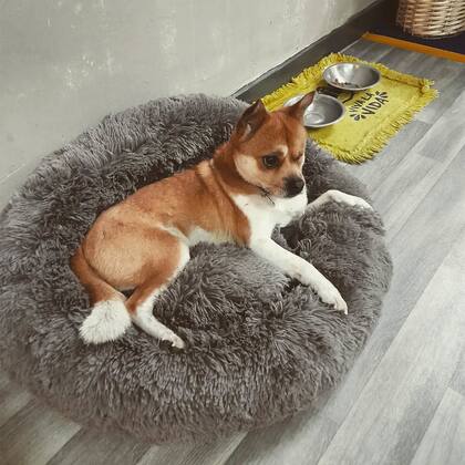 En chino, el nombre del cachorro es Pijiu (significa cerveza en ese idioma). Nahuel y su esposa lo adaptaron luego a Piyo.