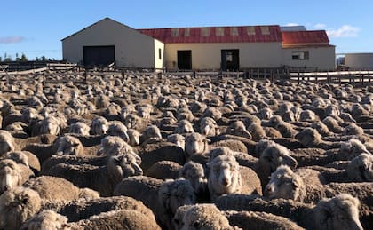 En Chubut, una de las principales actividades del productor es la cría de ovejas