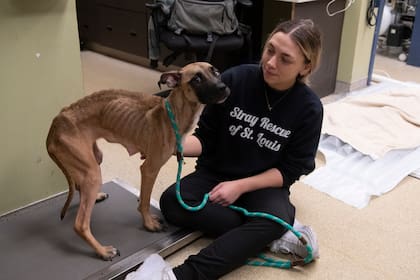 En clínica de Rescate de Animales Callejeros de St. Louis le proporcionaron la ayuda que necesitaba.