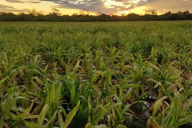 Lluvias en Chaco: un alivio insuficiente para los productores agropecuarios