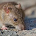 Una infectóloga explicó por qué aumentaron los casos de Hantavirus en la Argentina y advirtió qué hay que hacer ante un contagio