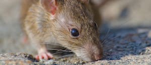 Una infectóloga explicó por qué aumentaron los casos de Hantavirus en la Argentina y advirtió qué hay que hacer ante un contagio