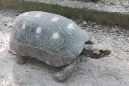 En contraron un ejemplar de tortuga terrestre de patas rojas adentro de una olla