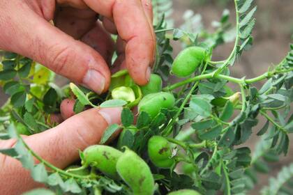 En Córdoba se siembran unas 65.000 hectáreas