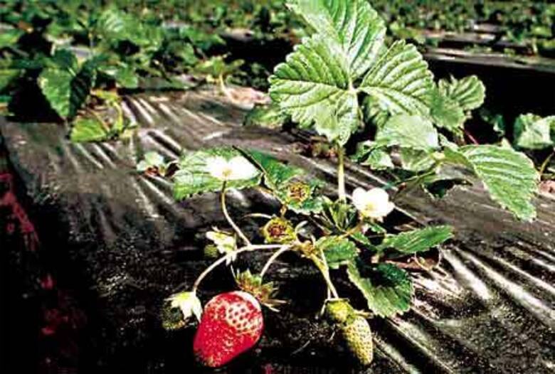 Temporada de frutillas: cómo aprovecharlas al máximo en su mejor momento
