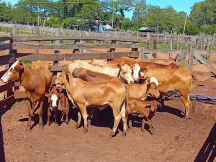 En Corrientes atraviesan una situación crítica con el robo de hacienda