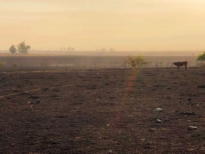 En Corrientes la provincia la producción forrajera se ha reducido un 40%