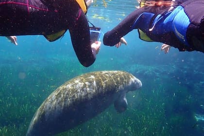 En Crystal River, Florida, se puede nadar con manatíes