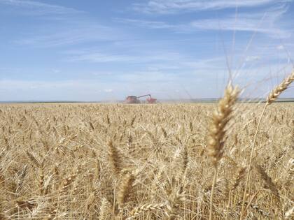 En cuanto a la cosecha en el norte del país, Scoppa dijo: “Un rendimiento muy bajo en trigo, así que el panorama es muy incierto, hasta tanto un buen día llueva en una buena cantidad y se normalicen los perfiles, porque están muy por debajo de la humedad"