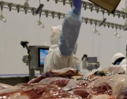 En cuanto a los animales que faenan, son novillos y vaquillonas de entre 500 y 600 kilos, con un nivel de engrasamiento mayor y más pesados a los que se comercializan en el mercado interno