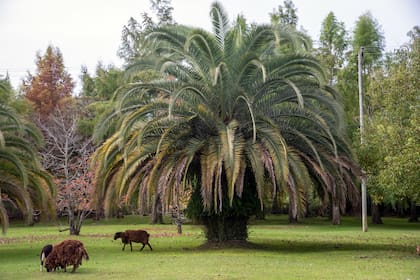 En cuanto al mantenimiento general, lleva más trabajo el parque que el arboreto, así como la poda anual (“la peluquería”), especialmente de las palmeras.