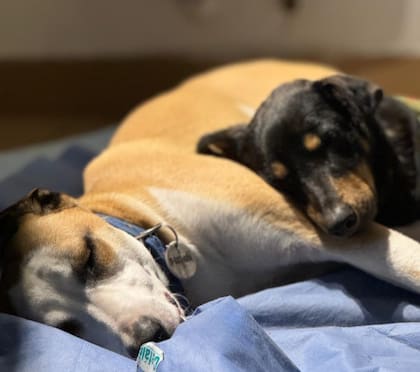 En cuanto entró a la casa, la pareja sintió que ya la conocía de antes.