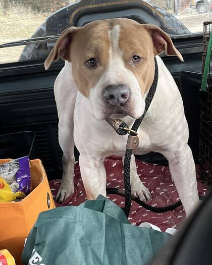 En cuanto llegó al refugio, el perro se acomodó y se durmió.