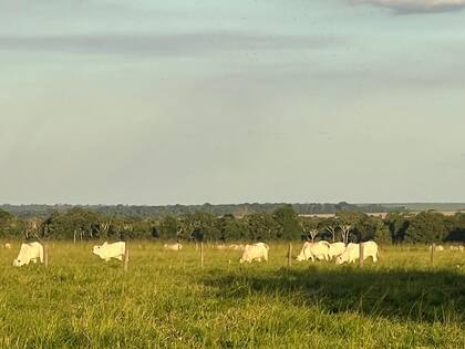 En detalle, el PBI de Mato Grosso se incrementó desde 2002 a 2020 a un ritmo de 5,4% acumulado/año, el triple que del resto de Brasil