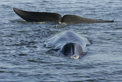 En Devil's Slide las ballenas se pueden ver a tan solo 30 metros (Benny F. Nielsen, Polfoto vía AP, Archivo)