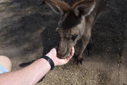 En días australianos.
