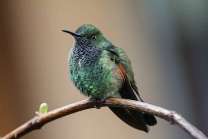 En distintas culturas, los colibríes son vistos como símbolos de energía y renovación