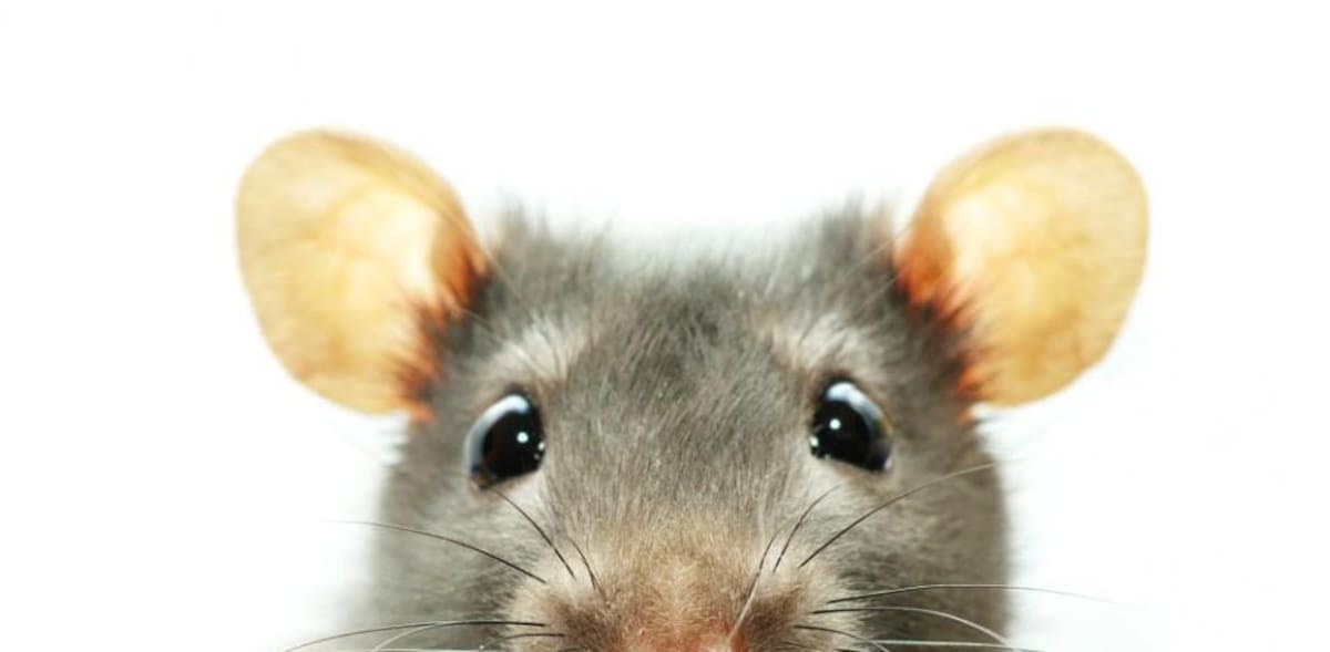 El significado espiritual que tiene la aparición de una rata en el ...