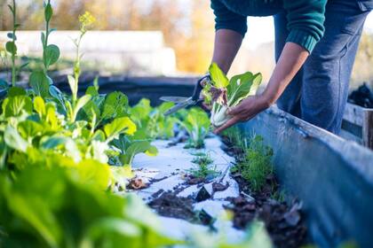 En EEUU, el matrimonio retomó su pasión por la agricultura