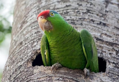 En EE.UU., los loros de cabeza roja están protegidos por la Convención sobre el Comercio Internacional de Especies Amenazadas de Fauna y Flora Silvestres