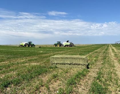 En el Alto Valle, generalmente, se utilizan alfalfas de grupo intermedio (GR 6-7) y grupo sin reposo (GR 8-9), mientras que en el Valle Inferior de la provincia de Río Negro, del total producido, se exporta el 30% en pellets y el resto en formato de megafardos