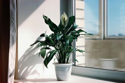 En el ambiente cerrado y controlado de nuestros hogares, las plantas de interior pueden sufrir estrés ambiental durante el verano