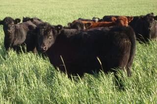 Resistencia a los antimicrobianos: un abordaje responsable y profesional