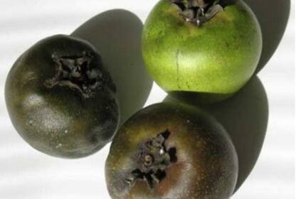 En el ámbito doméstico, la pulpa del zapote se mezcla frecuentemente con jugo de naranja, siendo un postre muy popular entre los niños. (Pinterest)