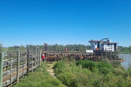En el área mesopotámica argentina hay cinco millones de cabezas de ganado en riesgo debido a las crecidas