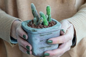 Esta es la planta que hay que poner en el balcón para repeler malas energías en tu casa