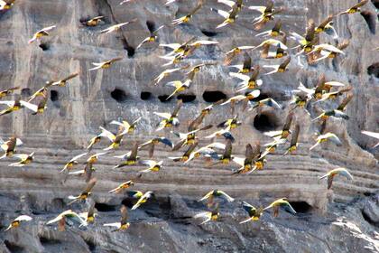En el balneario El Cóndor, a 30 kilómetros de Viedma, hay 37.000 nidos de loros barranqueros, una de las colonias más grandes de todo el mundo