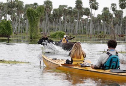 En el Bañado La Estrella la fauna nativa convive con el ganado.