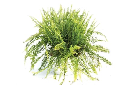 En el baño se recomienda elegir plantas resistentes a la humedad