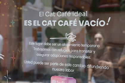 En el Barrio Chino hay un café apto para gatos que además funciona como refugio