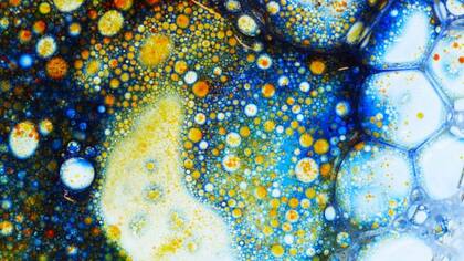 En el bokashi son los microorganismos los que logran activar el ecosistema de los suelos