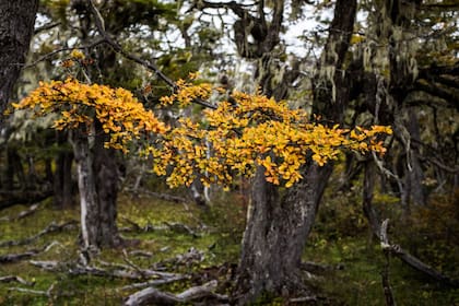 En el camino a Lago Blanco.