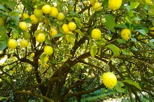 Está a punto de perder más de 1000 toneladas de limones porque no consigue gente para cosechar