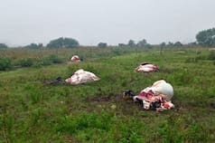 “Impunidad”: entraron a un campo, mataron seis vacas y hay un creciente temor a vivir en el lugar por la inseguridad