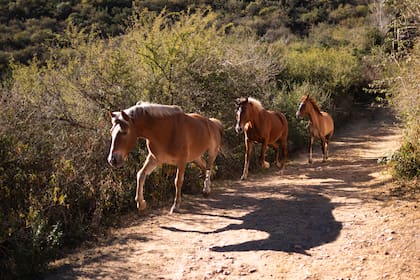 En el campo El Binomio, los caballos se preparan para la actividad. Su función es espejar las emociones de cada participante.