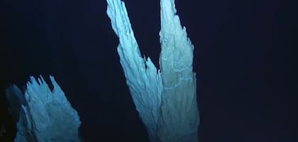 En el campo hidrotermal existen especies de microorganismos, algas y crustáceos que sobreviven con minerales y poco oxígeno