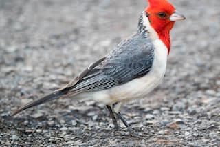 Qué simboliza la aparición de un cardenal en el hogar