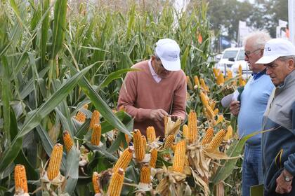 Por el maíz se habría realizado el cambio en la modalidad de pago de los derechos