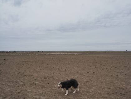 En el campo no quedaron pasturas