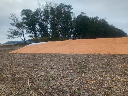 En el campo recolectan el grano derramado