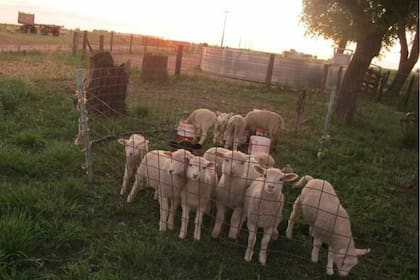 En el campo también tienen ovinos